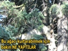 Bir a�a� i�in projeyi de�i�tirdiler
