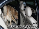 Narkotik k�pe�i Zeus 165 kg uyu�turucu yakalad�