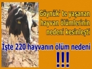 B�y�kba�lar� k���kba�lar �ld�rm��