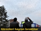 Ku�lardan muhte�em koreografi 