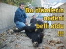Hayvanlar�n �l�m nedeni tavuk at�klar� 