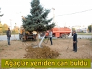 S�k�len a�a�lar yeni yerlerine dikildi
