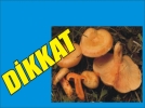 Mantar de�il bilgisizlik �ld�r�yor