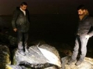 Yunuslar karaya vurdu