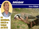 BU MEVS�MDE, KEKL�K ve TAV�AN AVI B�TT�!