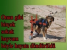 Bolu Belediyesi sokak hayvanlar�na sahip ��k�yor 