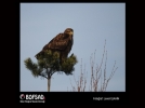 BOFSAD'da 17 Ocak 2013 g�n�n foto�raf�