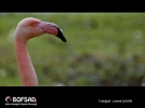 BOFSAD'da 26 Ocak 2013 g�n�n foto�raf�