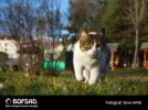 BOFSAD'da 5 �ubat 2013 g�n�n foto�raf�