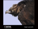 BOFSAD'da g�n�n foto�raf�