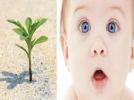 Yeni do�an her bebek i�in fidan dikilecek
