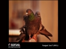 BOFSAD'da g�n�n foto�raf�