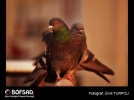 BOFSAD'da 18 �ubat 2013 g�n�n foto�raf�