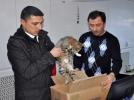 Halk otob�s�nde kedi unuttular