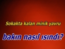 Sokakta kalan yavru bak�n nas�l �s�nd�?