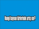 Bolu�da yaban hayat korunuyor