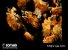 BOFSAD'da  g�n�n foto�raf�