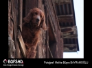 BOFSAD'da 11 Mart 2013 g�n�n foto�raf�