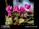 BOFSAD'da 16 Mart 2013 g�n�n foto�raf�
