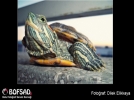 BOFSAD'da  g�n�n foto�raf�