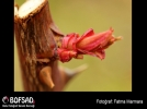 BOFSAD'da 3 Nisan 2013 g�n�n foto�raf�