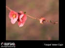 BOFSAD'da 5 Nisan 2013  g�n�n foto�raf�