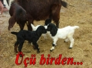 ���z do�uran ke�i sahibini sevindirdi
