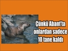 Abant G�l��ne olta atmak yasak