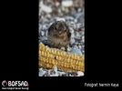 BOFSAD'da 28 Nisan 2013 g�n�n foto�raf�