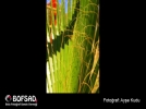 BOFSAD'da  g�n�n foto�raf�