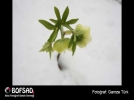 BOFSAD'da  g�n�n foto�raf�