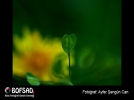 BOFSAD'da  g�n�n foto�raf�