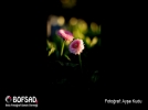 BOFSAD'da  g�n�n foto�raf�