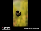BOFSAD'da  g�n�n foto�raf�