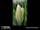 BOFSAD'da  g�n�n foto�raf�