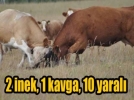 �nek kavgas�nda 10 yaral�