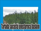 Gerede�de tarlaya bask�n!