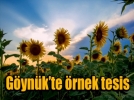 Ay�i�ekleri G�yn�k�te i�lenecek