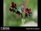 BOFSAD'da  g�n�n foto�raf�