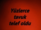 Y�zlerce tavuk telef oldu