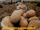 Patates �reticisine bilimsel destek!