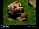 BOFSAD'da  g�n�n foto�raf�
