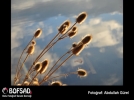 BOFSAD'da  g�n�n foto�raf�