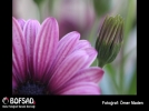 BOFSAD'da 15 Haziran g�n�n foto�raf�