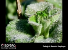 BOFSAD'da  17 Haziran g�n�n foto�raf�