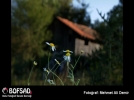 BOFSAD'da  g�n�n foto�raf�