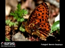 BOFSAD'da 24 Haziran g�n�n foto�raf�