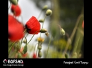 BOFSAD'da  g�n�n foto�raf�