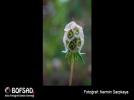 BOFSAD'da 7 Temmuz g�n�n foto�raf�
