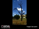 BOFSAD'da 12 Temmuz g�n�n foto�raf�
